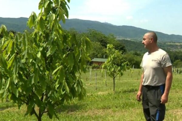 IVAN JE VLASNIK JEDNE OD NAJVEĆIH PLANTAŽA OVOG VOĆA U EVROPI: Porodični biznis donio ogromne prihode, kilogram je 10€