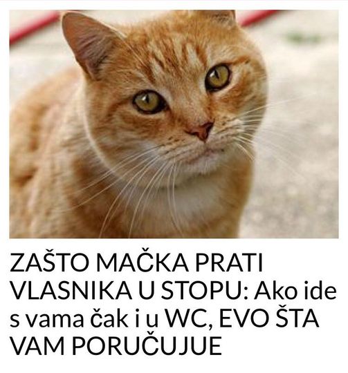 ZAŠTO MAČKA PRATI VLASNIKA U STOPU: Ako ide s vama čak i u WC, EVO ŠTA VAM PORUČUJUE