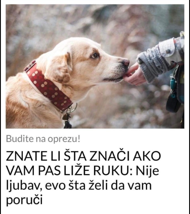 ZNATE LI ŠTA ZNAČI AKO VAM PAS LIŽE RUKU: Nije ljubav, evo šta želi da vam poruči