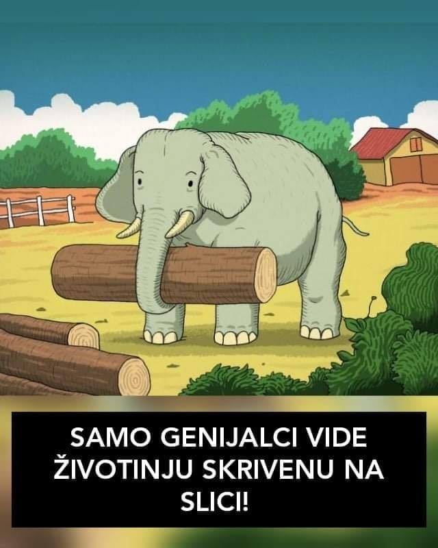 SVI VIDE SLONA, ALI DA LI VIDITE JOŠ JEDNU ŽIVOTINJU SKRIVENU NA SLICI? Samo Genijalci Mogu!