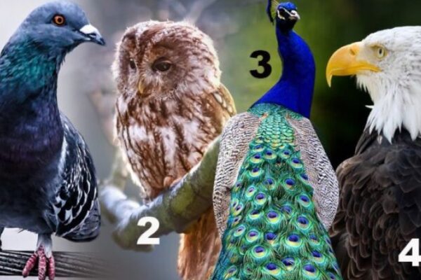 OVO JE NAJTAČNIJI TEST LIČNOSTI: Odaberite jednu pticu sa slike koja vam se najviše dopada – Evo šta to govori o vama, ZBOG OVOGA VAS LJUDI NE VOLE