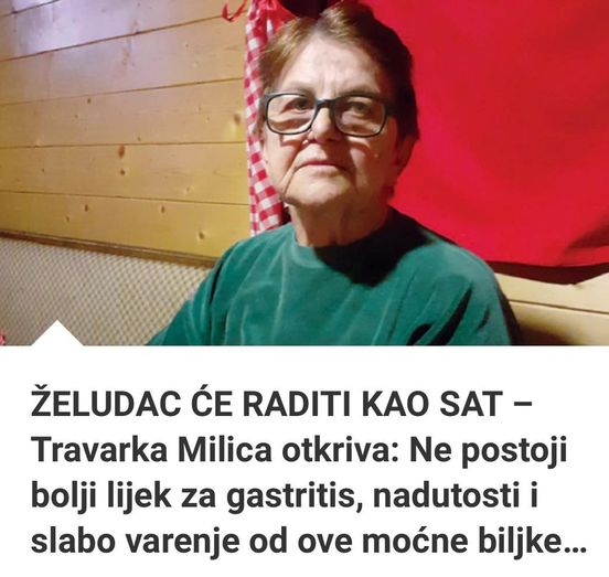 ŽELUDAC ĆE RADITI KAO SAT – Travarka Milica Otkriva: Ne Postoji Bolji Lijek Za Gastritis, Nadutosti I Slabo Varenje Od Ove Moćne Biljke…