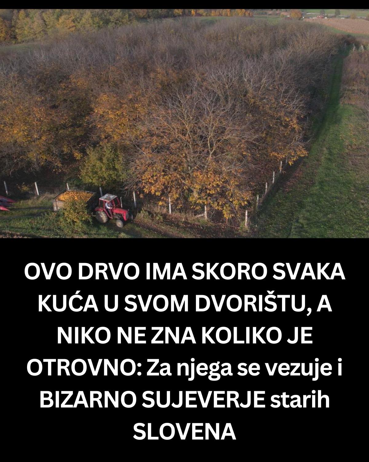 OVO DRVO IMA SKORO SVAKA KUĆA U SVOM DVORIŠTU, A NIKO NE ZNA KOLIKO JE OTROVNO: Za njega se vezuje i BIZARNO SUJEVERJE starih SLOVENA