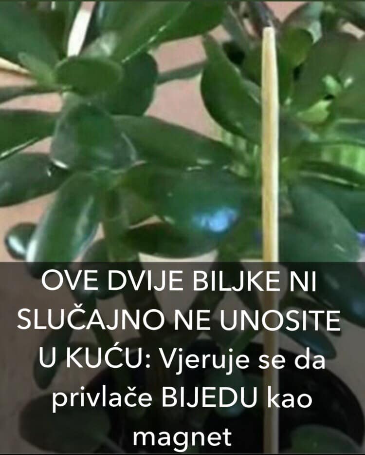 OVE DVIJE BILJKE NI SLUČAJNO NE UNOSITE U KUĆU: Vjeruje se da privlače BIJEDU kao magnet