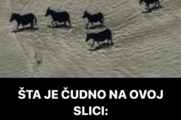 ŠTA JE ČUDNO NA OVOJ SLICI: Ako vidite crne konje, bolje da odmah provjerite dioptriju