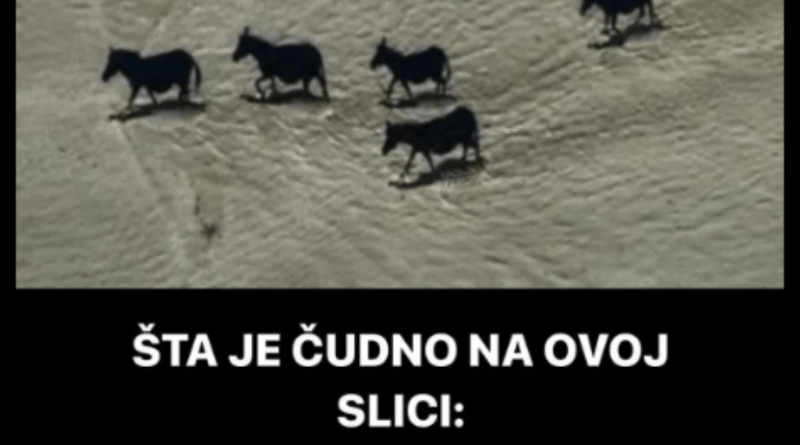 ŠTA JE ČUDNO NA OVOJ SLICI: Ako vidite crne konje, bolje da odmah provjerite dioptriju