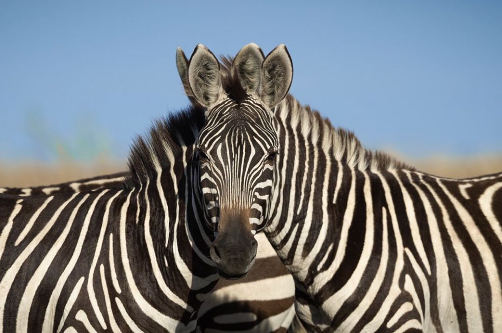 ILUZIJA KOJA JE ZBUNILA MNOGE: Samo najpažljiviji mogu da otkriju koja zebra stoji bliže kameri?