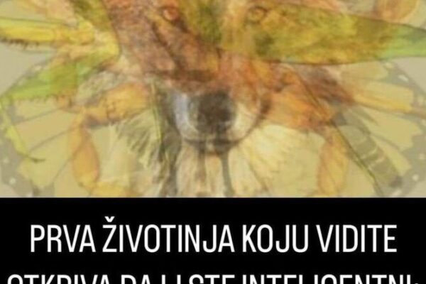 PRVA ŽIVOTINJA KOJU VIDITE OTKRIVA DA LI STE INTELIGENTNI: Provjerite da li ćete se ikad snaći u životu