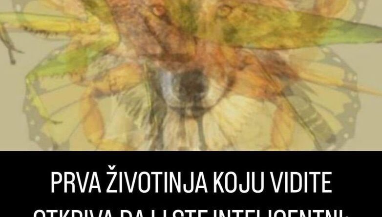 PRVA ŽIVOTINJA KOJU VIDITE OTKRIVA DA LI STE INTELIGENTNI: Provjerite da li ćete se ikad snaći u životu