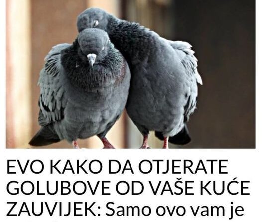 EVO KAKO DA OTJERATE GOLUBOVE OD VAŠE KUĆE ZAUVIJEK: Samo ovo vam je potrebno