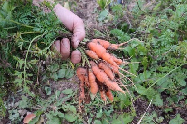 Vrijeme je za sjetvu mrkve: Evo kako da vam izraste bujnije nego ikad