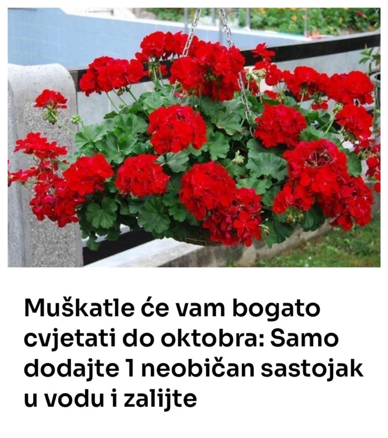 Muškatle će vam bogato cvjetati do oktobra: Samo dodajte 1 neobičan sastojak u vodu i zalijte