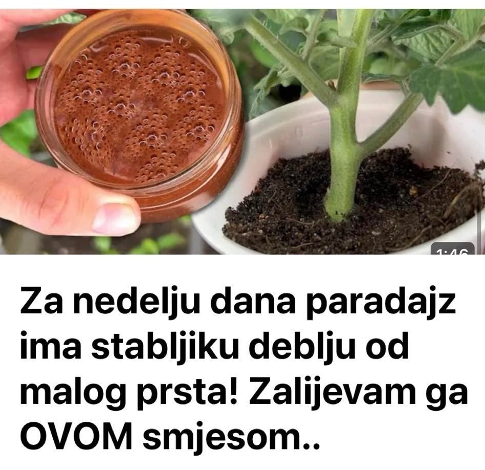 Za nedelju dana paradajz ima stabljiku deblju od malog prsta! Zalijevam ga OVOM smjesom..